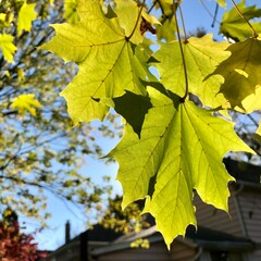 maple leaves