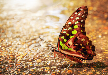 Macro Photo of Butterfly with Green and White Spots on  Ground