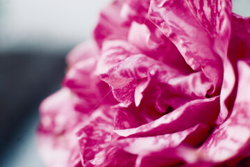 Obraz premium Macro Shot of Rose Petal