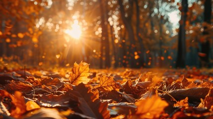 Autumn nature background with rich colors and gentle light.