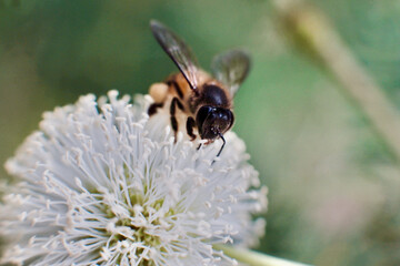 Macro Shot of Bee Collecting Nectar from Leucaena leucocephala Flower