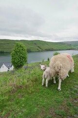 lamb with its mom 