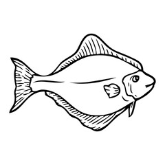 halibut fish sketch vector illustration