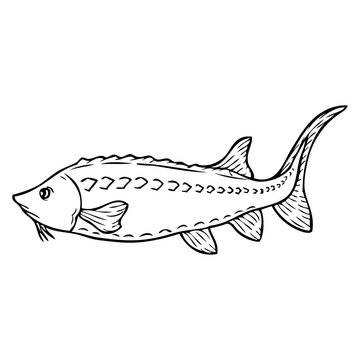 recommend clip art: sturgeon fish sketch vector illustration