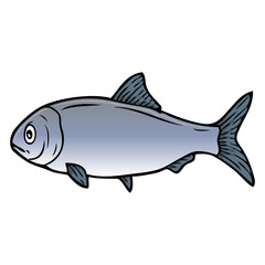 herring fish vector illustration
