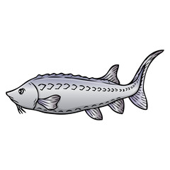 sturgeon fish vector illustration