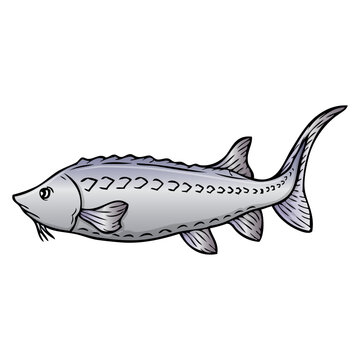gray sturgeon fish cartoon style clip art preview