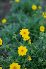 Flower garden with various types of beautiful flowers