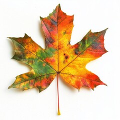 Obraz premium Autumn's Palette: A Vibrant Maple Leaf 