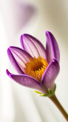 Fototapeta premium Close-Up of a Purple Flower Bud with Soft Background