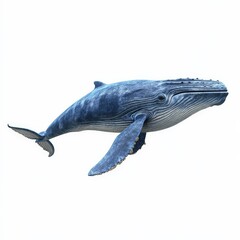 Fototapeta premium Humpback Whale Isolated on White Background.