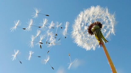 Dandelion pattern wallpaper