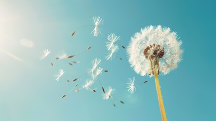 Obraz premium Dandelion pattern wallpaper