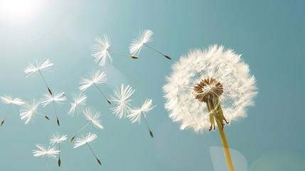 Obraz premium Dandelion wallpaper