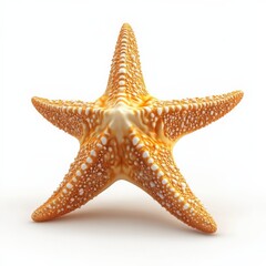 Starfish on a White Background.