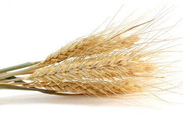 Ears of barley lie on a white isolated background.	