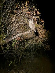 heron on the tree