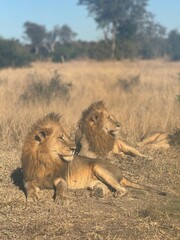 lion and lioness