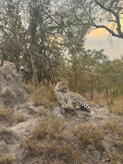 leopard on the rock
