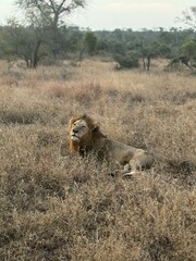 lion cub in the savannah