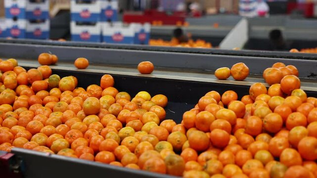 Closeup pile of fresh ripe juicy tangerines with glossy orange skin. Rich harvest of organic vitaminic citrus. Fruit benefit concept. Natural food background. High quality 4k footage