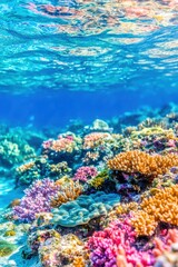 Obraz premium Underwater Coral Reef Scene with Vibrant Colors and Sunlight