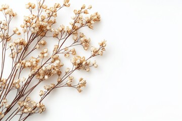 Fototapeta premium Elegant dried floral background created with Generative AI