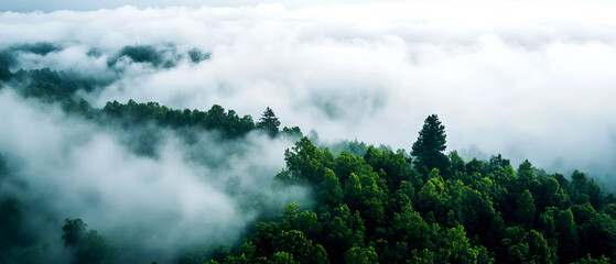 Aerial view of dense forest landscape with fog rolling over trees, creating a mystical and serene atmosphere in nature.