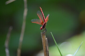 dragonfly macro