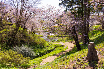 日本さくら名所100選　北海道松前町　松前公園の桜