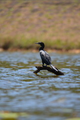 cormorant 