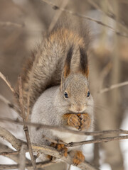 The squirrel with nut sits on tree in the winter or late autumn