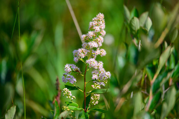 White Meadowsweet Wildflowers at Seney National Wildlife Refuge on Whitefish Point, near Paradise, Michigan.