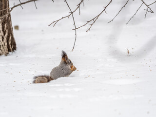 The squirrel in winter sits on white snow.