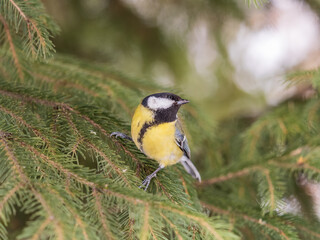 Cute bird Great tit, songbird sitting on the fir branch