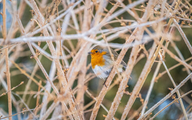 Cute bird the European Robin, Erithacus rubecula. sitting on the tree branch in winter.