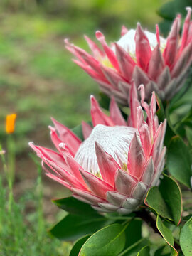 King Protea at Kula Lavender Farm in Upcountry Maui