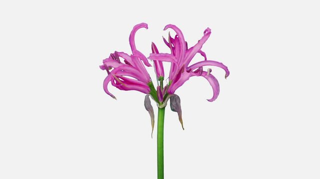 Time lapse of opening pink nerine lily