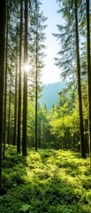 Fototapeta premium A serene forest scene illuminated by sunlight, showcasing lush greenery and tall trees, perfect for nature enthusiasts and relaxation.