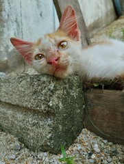 Cat lying on the ground
