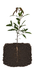 Growing plant with underground root visible,on white background