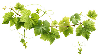 Realistic grape branch with bunches of grapes, for packaging, wine labels, gastro design, advertising and decoration PNG