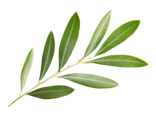 Olive twig isolated on transparent background