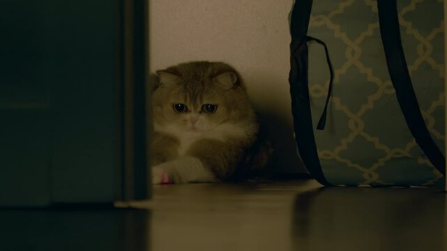 Grey tabby cat sits on the floor next to a toy tunnel and plays with laser pointer. Munchkin British Shorthair cat plays with red laser pointer in a twilight room. 