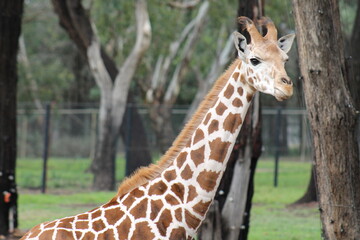 giraffe in the zoo