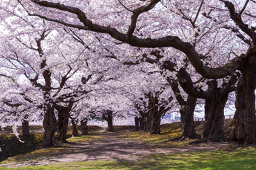 Obraz premium 日本の風景・春 北海道函館市 五稜郭公園の桜