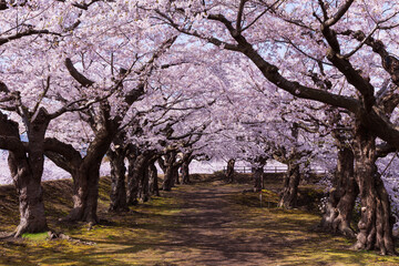 日本の風景・春　北海道函館市　五稜郭公園の桜