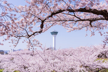 日本の風景・春　北海道函館市　五稜郭公園の桜 © Yuta1127