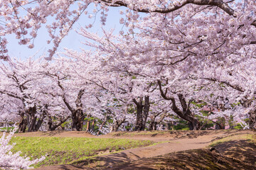 Fototapeta premium 日本の風景・春 北海道函館市 五稜郭公園の桜