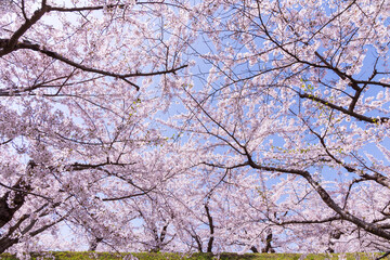 日本の風景・春　北海道函館市　五稜郭公園の桜